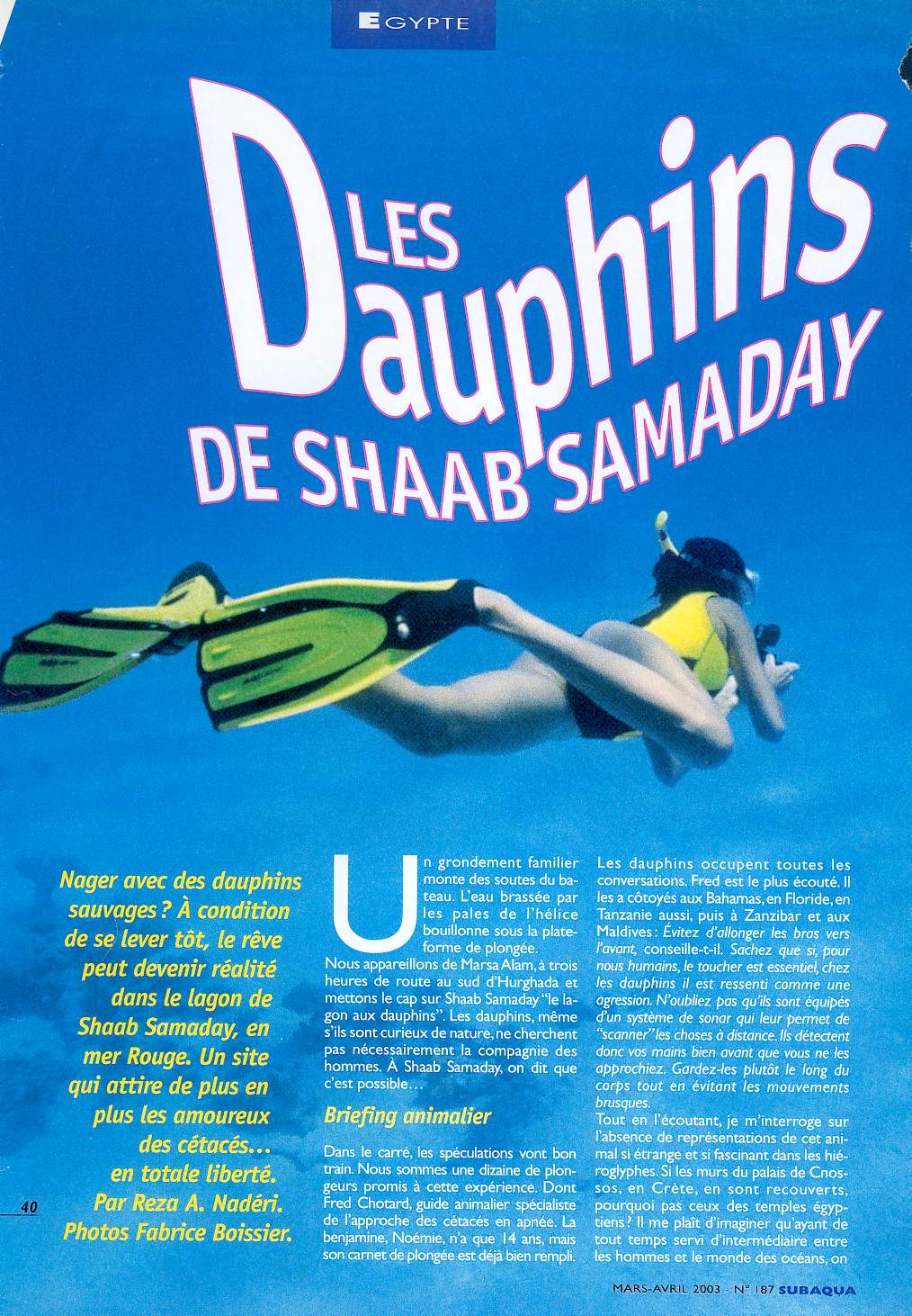 Les dauphins de Shaab Samaday